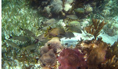 Blue Striped Grunt - Haemulon sciurus