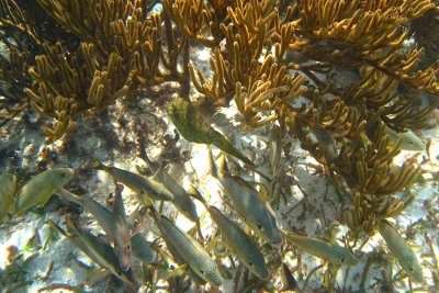 Scrawled filefish - Aluterus scriptus