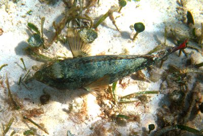 Redband Parrotfish - Sparisoma aurofrenatum