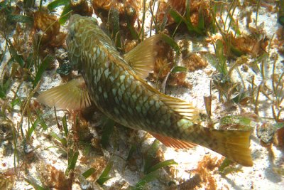 Yellowtail Parrotfish - Sparisoma rubripinne
