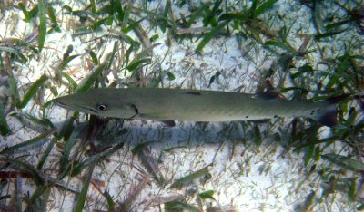 Great Barracuda - Sphyraena barracuda