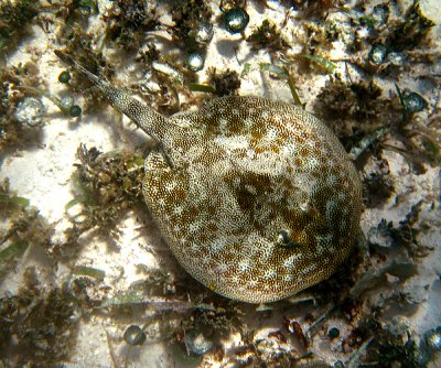 Yellow stingray - Urolophus jamaicensis