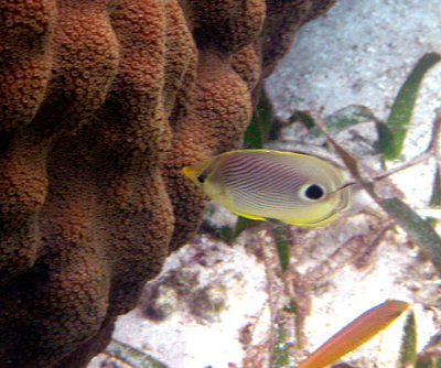 Four-eyed Butterflyfish - Chaetodon capistratus