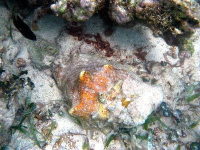 Queen Conch - Eustrombus gigas