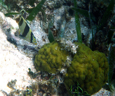 Banded Butterflyfish - Chaetodon striatus