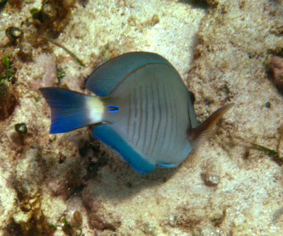 Doctorfish - Acanthurus chirurgus