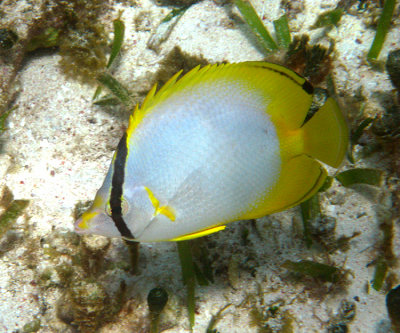 Spotfin Butterflyfish - Chaetodon ocellatus