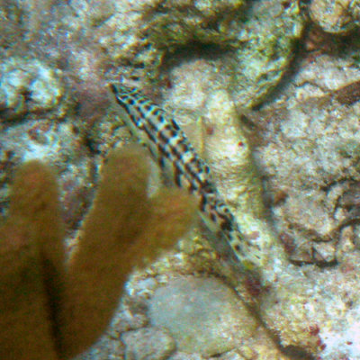 Harlequin Bass - Serranus tigrinus