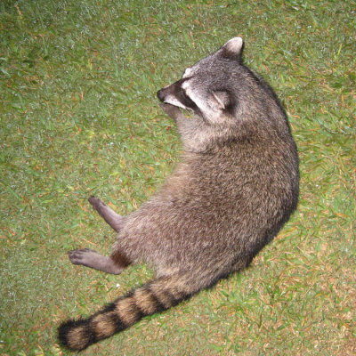 Raccoon - Procyon lotor