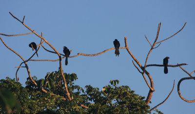 Groove-billed Ani - Crotophaga sulcirostris