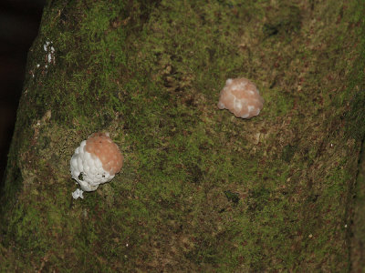 Snail eggs on a tree trunk