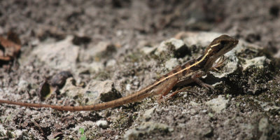 Brown Basilisk Lizard - Basiliscus vittatus