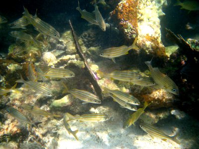 Smallmouth Grunt - Haemulon chrysargyreum