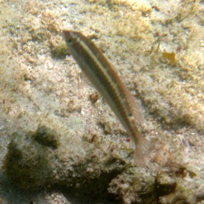 IMG_1985.JPG