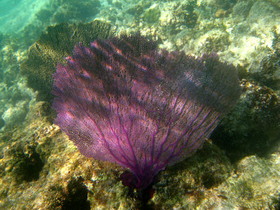 Purple Sea Fan - Gorgonia ventalina