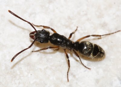 Hairy Panther Ant - Pachycondyla villosa