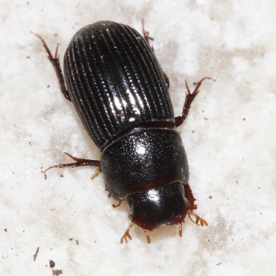 Aphodiine Dung Beetle