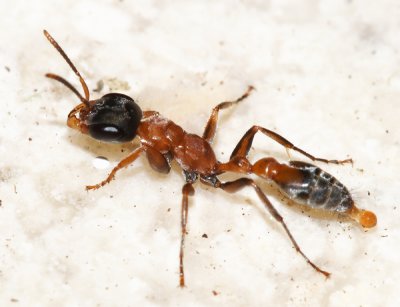 Pseudomyrmex sp.