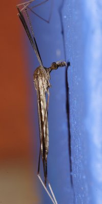 Crane Fly