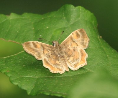 Texas Powdered-Skipper - Systasea pulverulenta