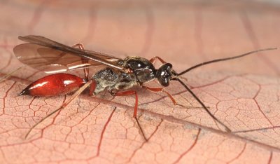 Proctotrupes caudatus (male)