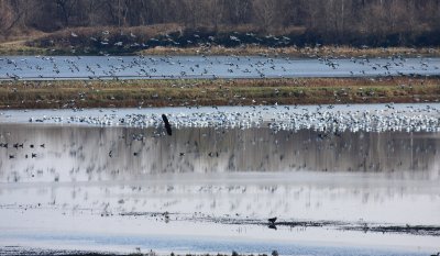 Snow Geese - Chen caerulescens (& Bald Eagles - Haliaeetus leucocephalus)