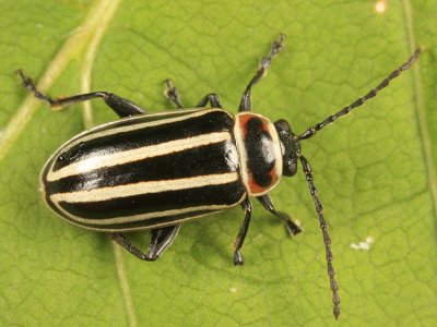 Disonycha pensylvanica