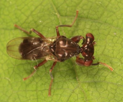 Stalk-eyed Fly - Sphyracephala subbifasciata