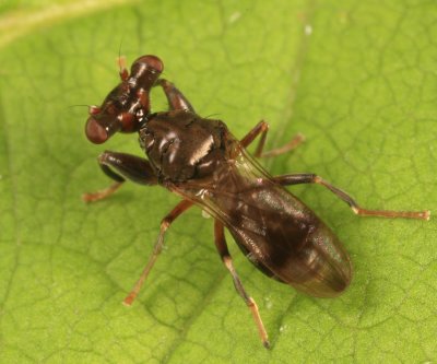 Stalk-eyed Fly - Sphyracephala subbifasciata