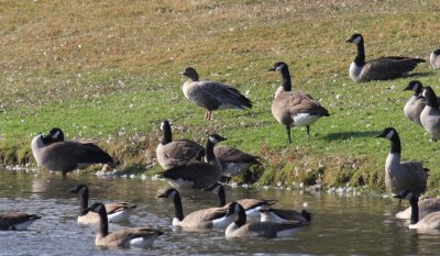 Pink-footed Goose - Anser brachyrhynchus