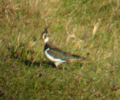 Northern Lapwing - Vanellus vanellus