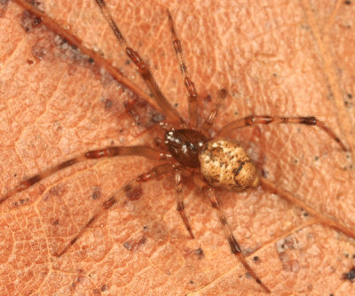 Parasteatoda tepidariorum