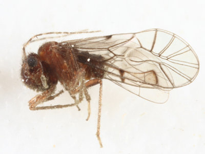 Anomopsocus amabilis