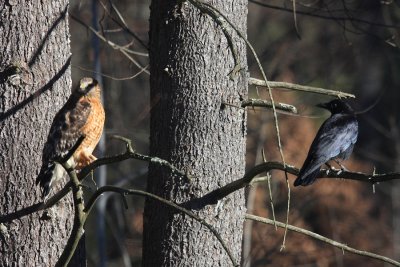Red-Shouldered Hawk - Buteo lineatus & American Crow