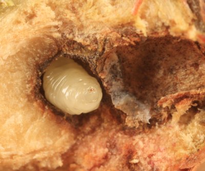 White Oak Club Gall larva - Callirhytis clavula