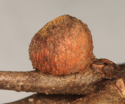Oak Rough Bullet Gall - Disholcaspis quercusmamma