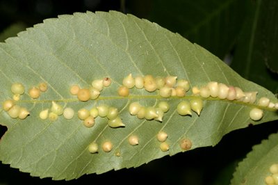 Hickory Onion Gall Midge - Caryomyia caryaecola