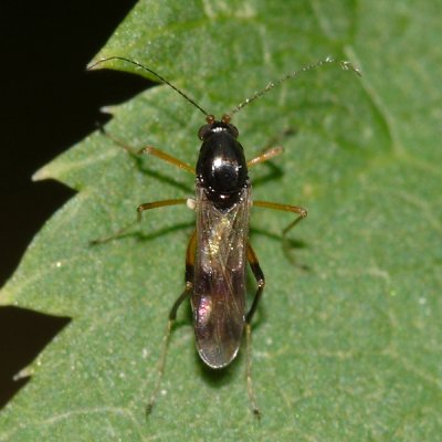 Clinohelea bimaculata (female)