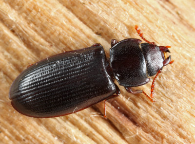 Tenebroides laticollis