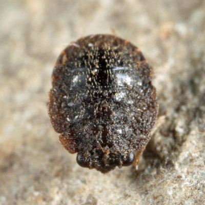 Ochterus sp.