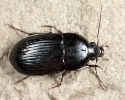 Ground Beetles - Tribe Oodini