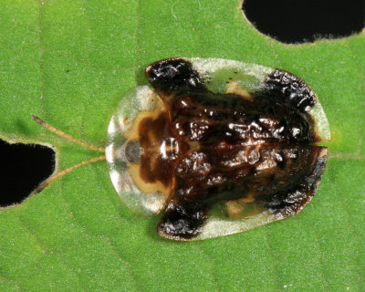 Clavate Tortoise Beetle - Plagiometriona clavata