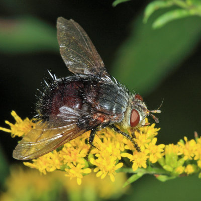 Juriniopsis adusta