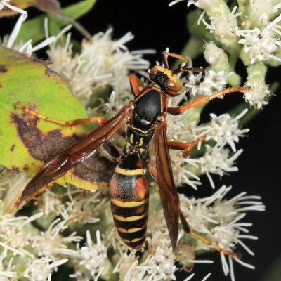  Paper Wasps - Polistinae