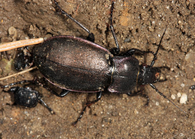European Ground Beetle - Carabus nemoralis nemoralis