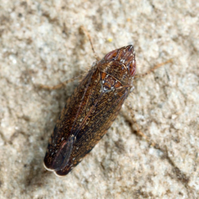 Blueberry Leafhopper - Scaphytopius magdalensis