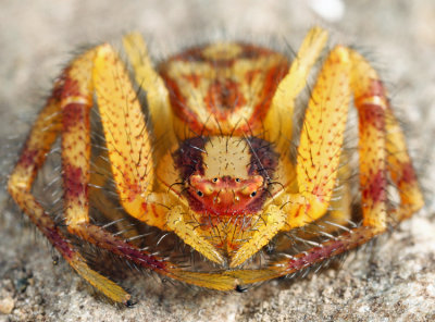 Northern Crab Spider - Mecaphesa asperata