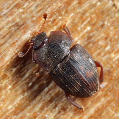 Strawberry Sap Beetle - Stelidota geminata