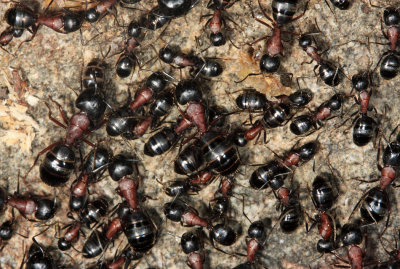 New York Carpenter Ants - Camponotus novaeboracensis