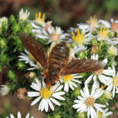  Poecilanthrax tegminipennis